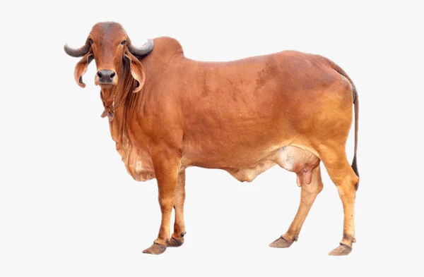 Raw Desi Cow Milk (5-Day Milk Trial)